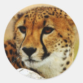 Cheetah Ronde Sticker (Voorkant)