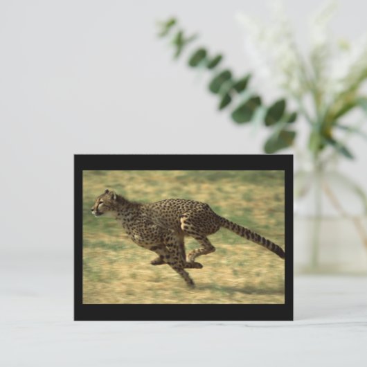 Cheetah Run Briefkaart (Staand voorkant)