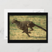 Cheetah Run Briefkaart (Voorkant / Achterkant)