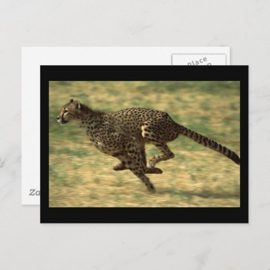 Cheetah Run Briefkaart (Voorkant / Achterkant)