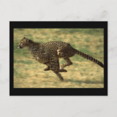 Cheetah Run Briefkaart (Voorkant)