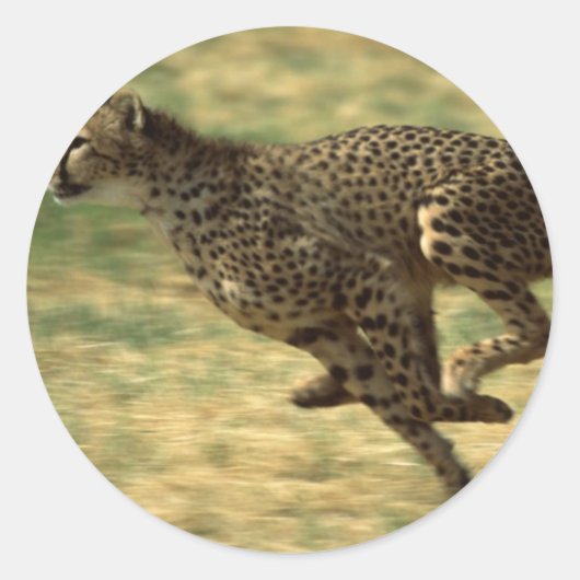 Cheetah Run Ronde Sticker (Voorkant)