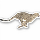 Cheetah runnen sticker (Voorkant)