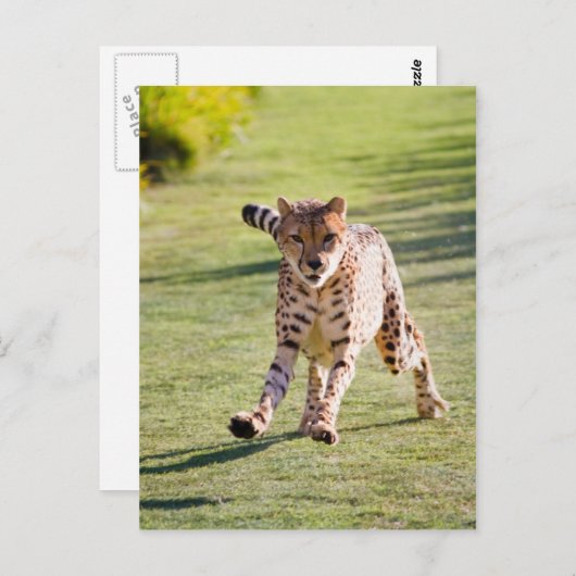 Cheetah Running Briefkaart (Voorkant / Achterkant)