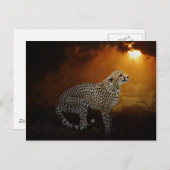 Cheetah rust op zonsondergang briefkaart (Voorkant / Achterkant)