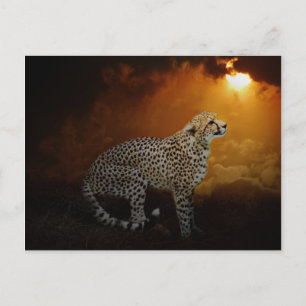 Cheetah rust op zonsondergang briefkaart