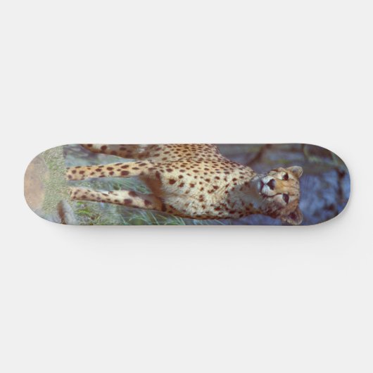 Cheetah Skateboard (Horizontaal)