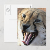 Cheetah Snarl Briefkaarten (Voorkant / Achterkant)