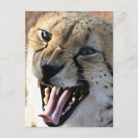 Cheetah Snarl Briefkaarten (Voorkant)