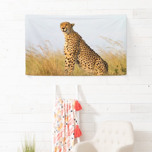 Cheetah Spandoek (Insitu)