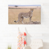 Cheetah Spandoek (Insitu)