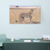 Cheetah Spandoek (Beurs)