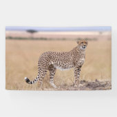 Cheetah Spandoek (Horizontaal)