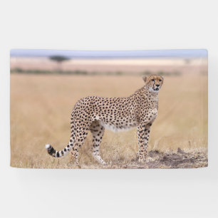 Cheetah Spandoek
