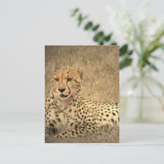 Cheetah Spots Briefkaart (Staand voorkant)
