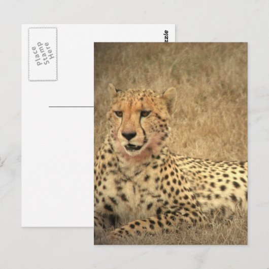 Cheetah Spots Briefkaart (Voorkant / Achterkant)
