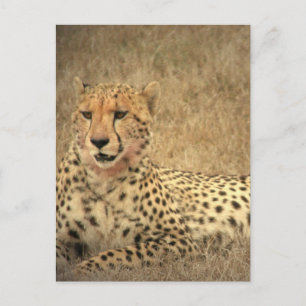 Cheetah Spots Briefkaart