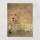 Cheetah Spots Briefkaart (Voorkant)