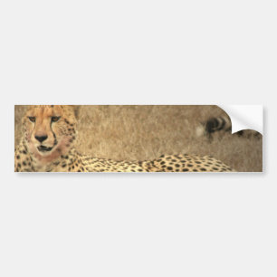 Cheetah Spots Bumpersticker