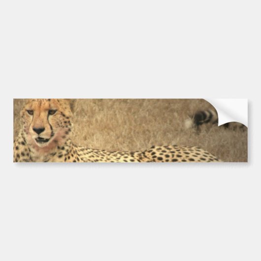 Cheetah Spots Bumpersticker (Voorkant)