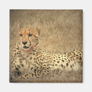 Cheetah Spots Magnet