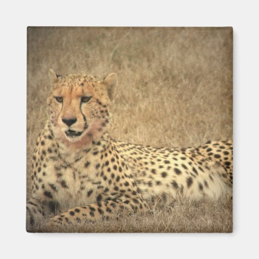 Cheetah Spots Magnet (Voorkant)