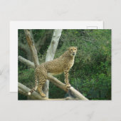 Cheetah staande op boomtak briefkaart (Voorkant / Achterkant)