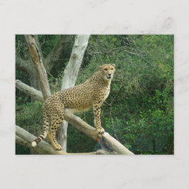 Cheetah staande op boomtak briefkaart