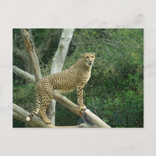 Cheetah staande op boomtak briefkaart (Voorkant)