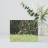 cheetah-staart briefkaart (Staand voorkant)