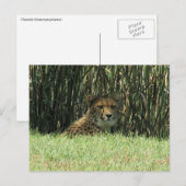 cheetah-staart briefkaart (Voorkant / Achterkant)