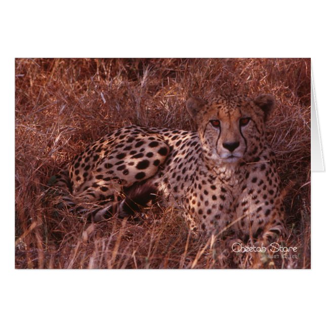 Cheetah Stare (Voorkant Horizontaal)