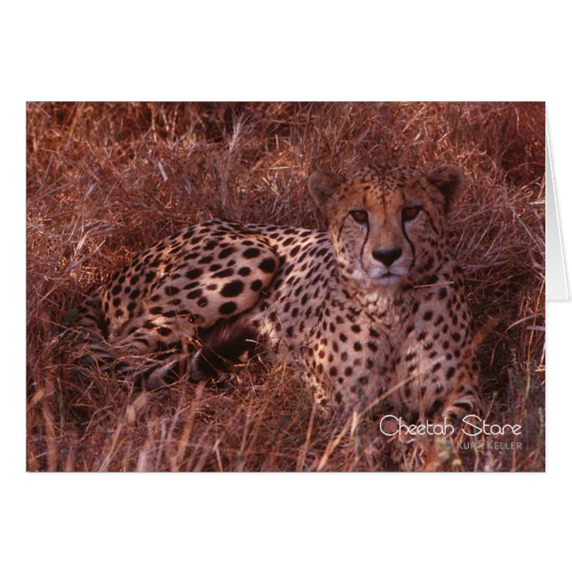 Cheetah Stare (Voorkant Horizontaal)