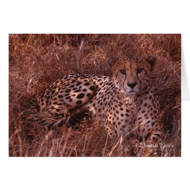 Cheetah Stare (Voorkant Horizontaal)