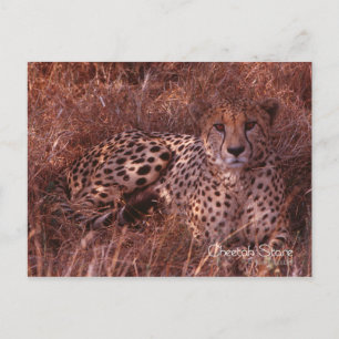 Cheetah Stare Briefkaart