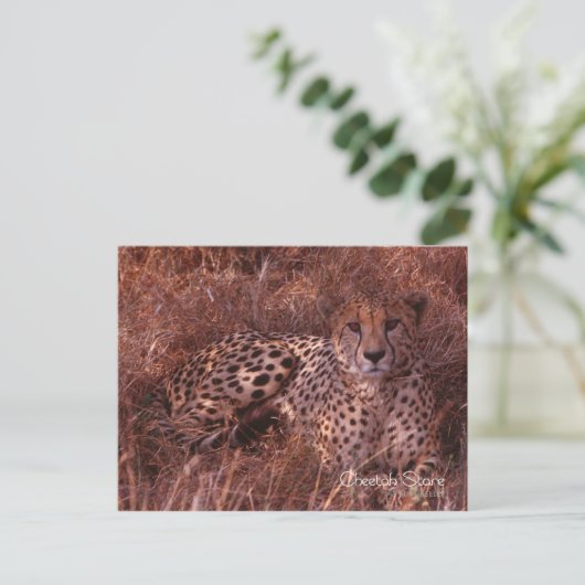 Cheetah Stare Briefkaart (Staand voorkant)