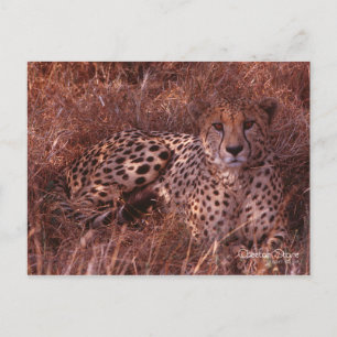 Cheetah Stare Briefkaart