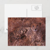 Cheetah Stare Briefkaart (Voorkant / Achterkant)