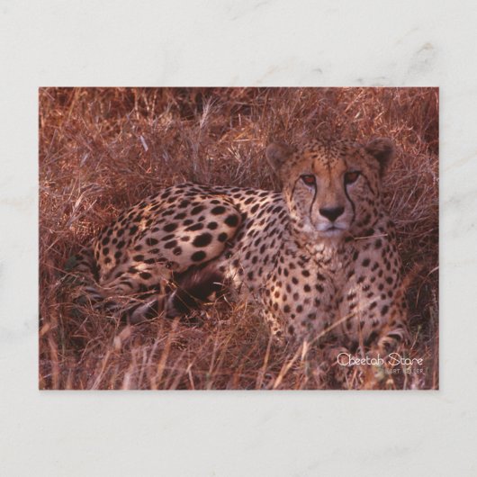 Cheetah Stare Briefkaart (Voorkant)