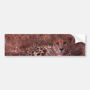 Cheetah Stare Bumpersticker