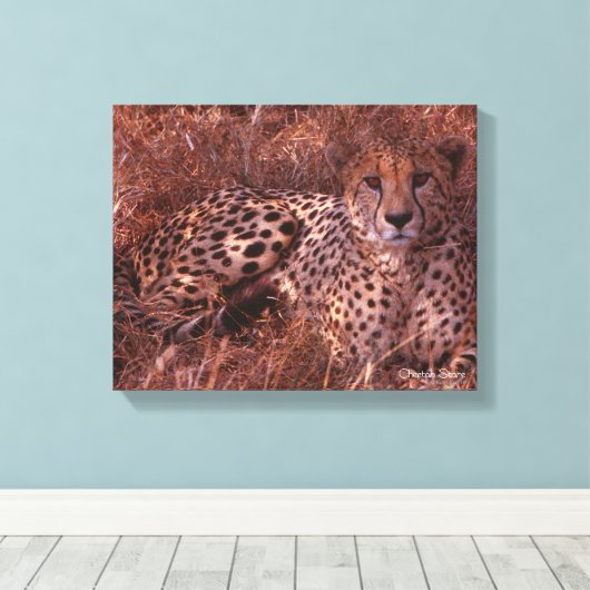Cheetah Stare Canvas Afdruk (Insitu (Houten vloer))