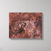 Cheetah Stare Canvas Afdruk (Voorkant)
