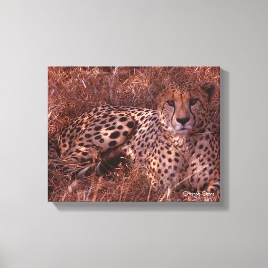 Cheetah Stare Canvas Afdruk (Voorkant)