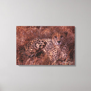 Cheetah Stare Canvas Afdruk