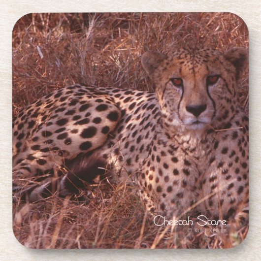 Cheetah Stare Drankjes Onderzetter (Voorkant)