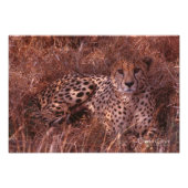 Cheetah Stare Foto Afdruk (Voorkant)
