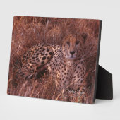 Cheetah Stare Fotoplaat (Zijkant)