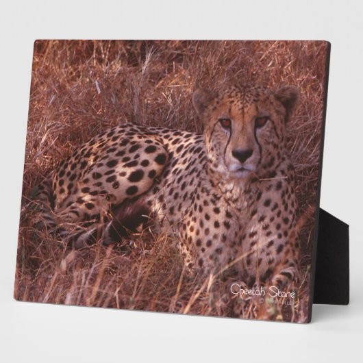 Cheetah Stare Fotoplaat (Zijkant)