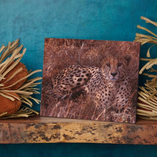 Cheetah Stare Fotoplaat (Zijkant)