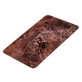 Cheetah Stare Magneet (Linkerzijde)